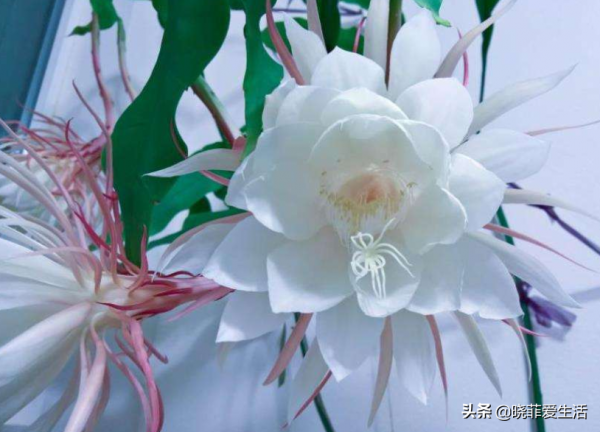 “人養花，花也養人”，6種吉祥花，開花美麗，“養人”又旺家