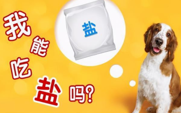 寵物到底用不用喂鹽?為什麼野生動物不用吃鹽,而人卻不吃不行? 寵物到底用不用喂鹽?為什麼野生動物不用吃鹽,而人卻不吃不行?