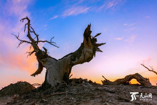 這裡是新疆 | 新疆胡楊林風景集錦