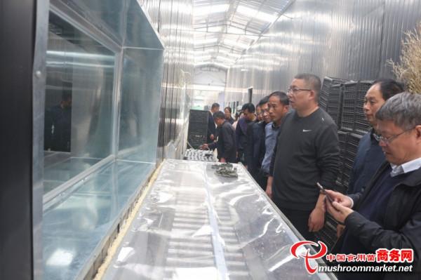 河南省食用菌種質資源普查第四專家組前往金隆菇業指導工作