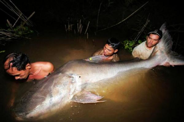 20張比你想象中要大的動物，比人還大的螃蟹