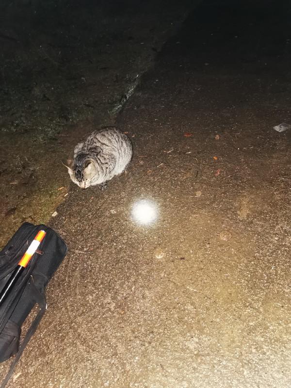 喵星人陪我作釣不再孤單，驚喜連連不斷