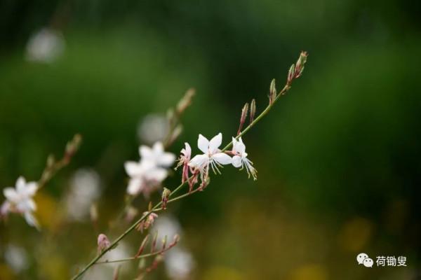 你見過山桃草嗎? 你見過山桃草嗎?