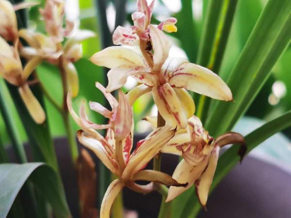 5種有“格調”的植物，養在家裡有氣質，一看就是有品位的人在養