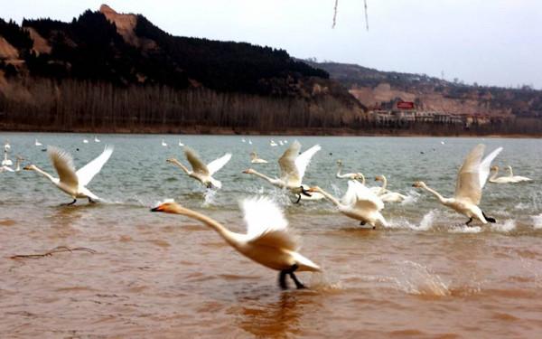 新春走基層｜平陸三灣：白天鵝伴你共迎新春