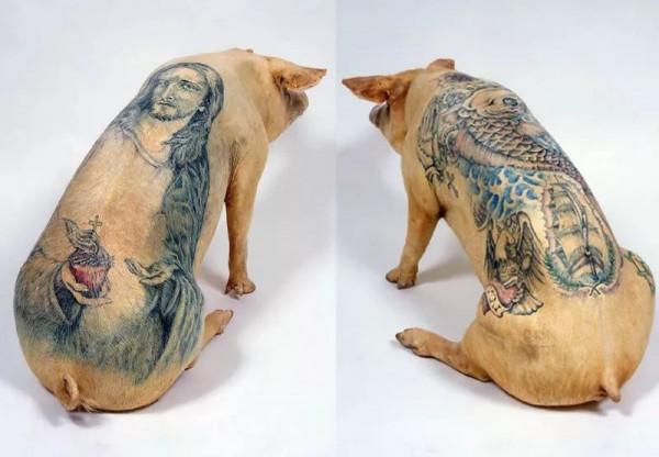 殘忍畫家給豬活體刺青後完整剝離豬皮畫賣100萬元一幅，豬太痛苦