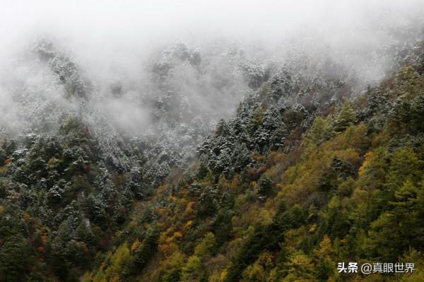 今年的川西雪,比往年來得更早一些。在追逐彩林時,再多行一程 今年的川西雪,比往年來得更早一些。在追逐彩林時,再多行一程