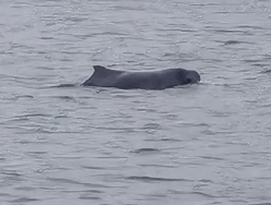 一隻中華白海豚，淺灘翻滾覓食\她並沒有與小木船同一航道