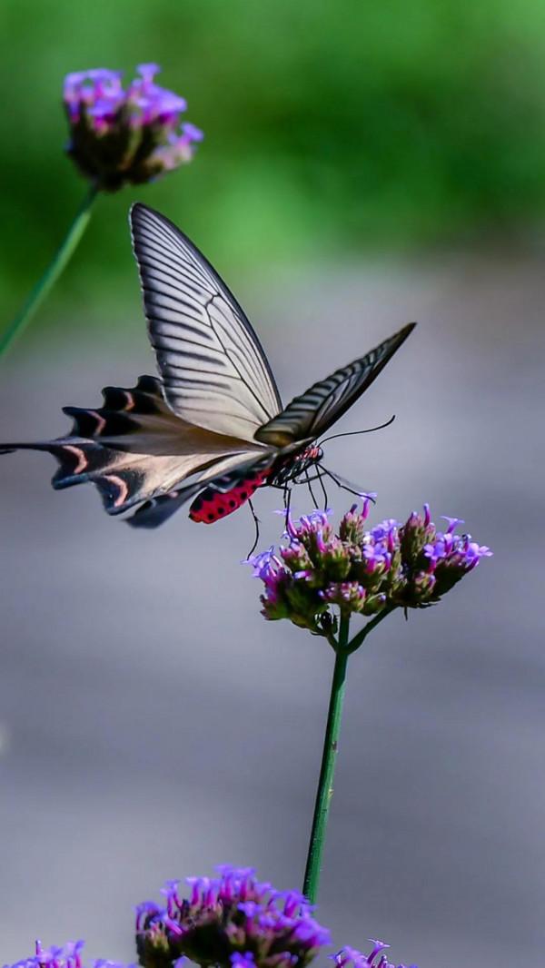 分享-蝶戀 精美絕倫 醉美蝴蝶