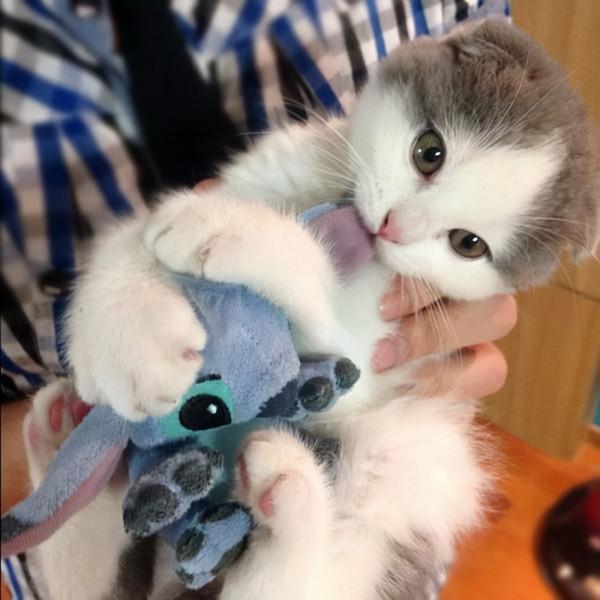 這6種貓最容易“招人嫌”,棄養的人很多 這6種貓最容易“招人嫌”,棄養的人很多