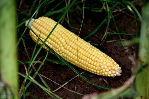 鄉下表弟出奇招售賣玉米，賺錢買新手機，使用新方法賣出舊手機