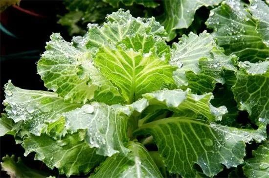 這些保健蔬菜的營養與栽培方法你都知道嗎？