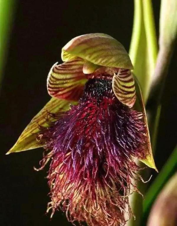 分享圖片&mdash;&mdash;奇美的花卉