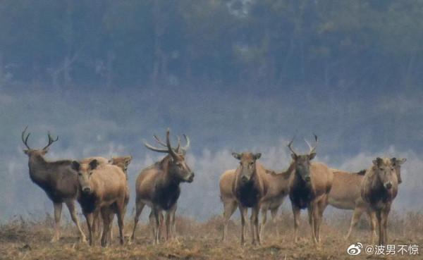 【 秘境麋鹿 】 【 秘境麋鹿 】