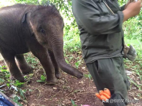 難得一見！40個另類的小象寶寶