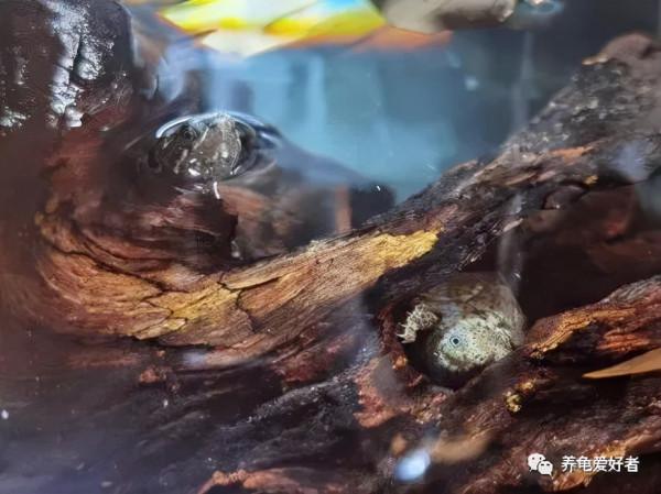 有人提出對龜進行鍛鍊？你敢信，請問怎麼操作？