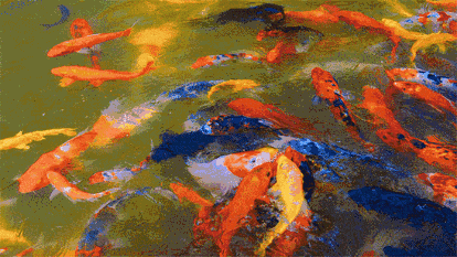 澳大利亞重金通緝一條鯉魚，懸賞500萬！這條鯉魚究竟做了什麼？