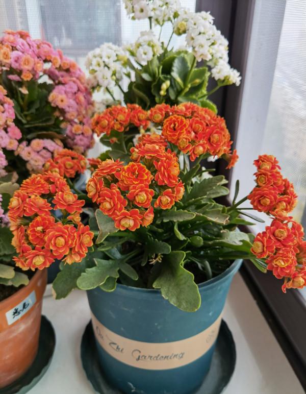 “不易死”的5種花，吉祥又大氣，少管“控水”才能開成大花球