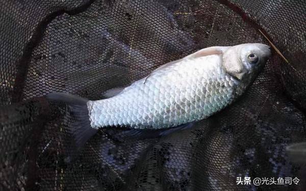 冬季釣鯽魚，釣深還是釣淺？選錯就是浪費浪費錢