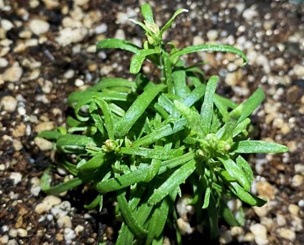 盆栽滿天星的養護技巧有2個，花朵繁多、開成花球、簡單美好