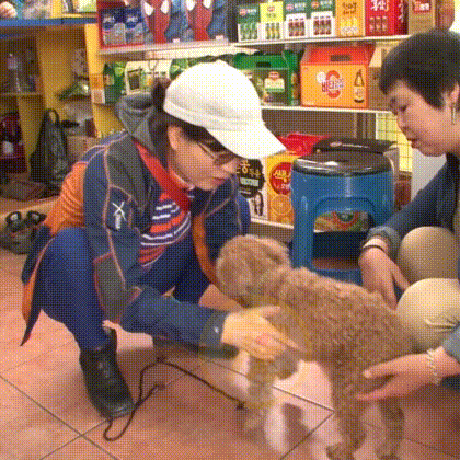 養了7年的狗被人抱走,1個月後與主人再次相遇,它竟忘記了主人 養了7年的狗被人抱走,1個月後與主人再次相遇,它竟忘記了主人