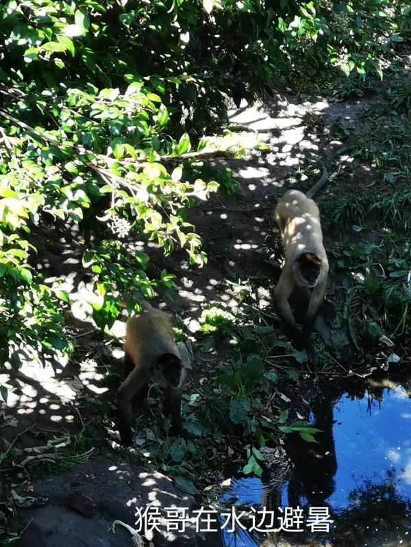 奧克蘭動物園一日遊