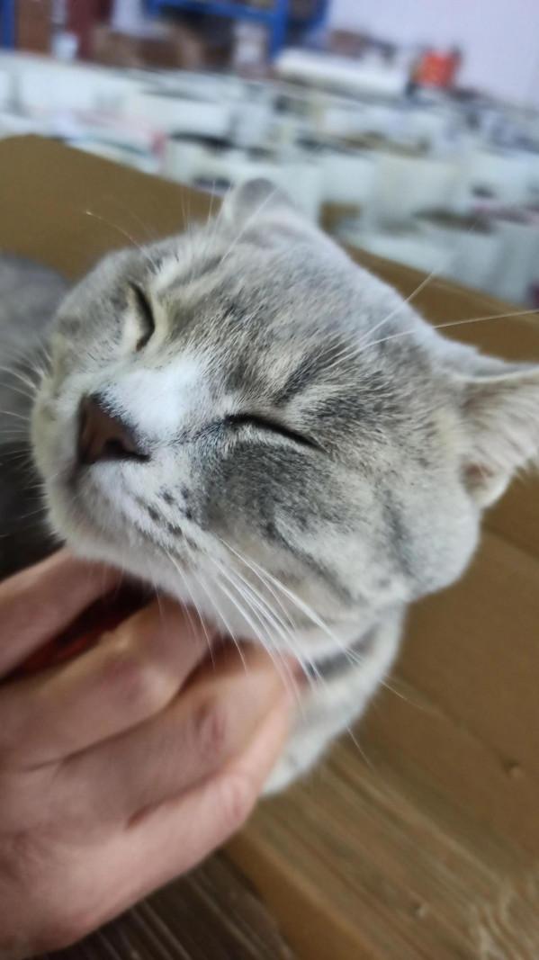 咦呀！貓生不過如此