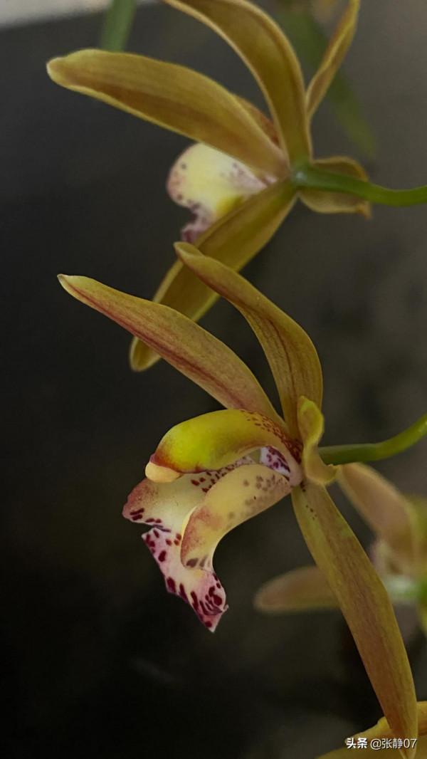 正月裡賞花過大年 正月裡賞花過大年