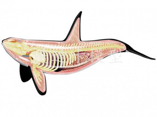 遨遊海洋不是夢,科學研究讓人類初步具備液體呼吸技能 遨遊海洋不是夢,科學研究讓人類初步具備液體呼吸技能