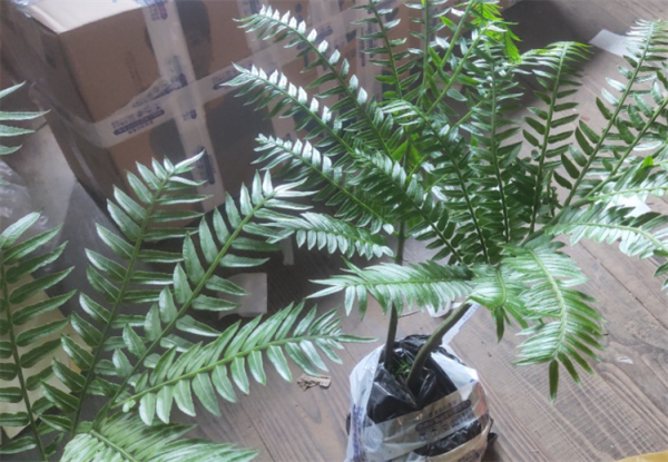 觀音坐蓮蕨養殖方法：盆栽注意4個要點，葉片青翠、茂盛