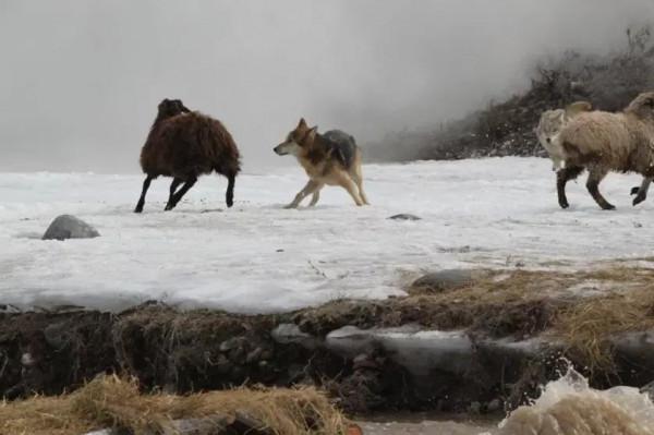 動物故事:外公家的土狗聰慧勇猛,咬傷頭狼,驅除了跟蹤來的群狼 動物故事:外公家的土狗聰慧勇猛,咬傷頭狼,驅除了跟蹤來的群狼