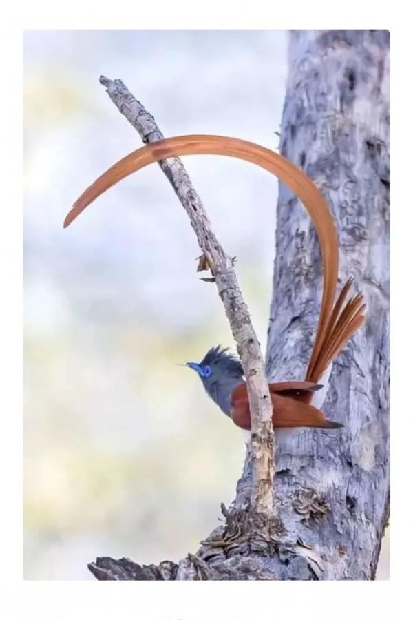 分享&mdash;&mdash;天生麗質的鳥兒