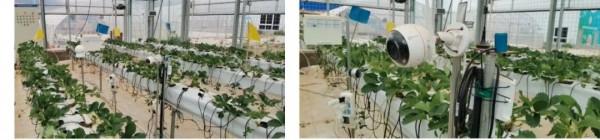 林森高階工程師團隊：改進YOLOv4的溫室環境下草莓生育期識別方法（《智慧農業（中英文）》2021年第4期）