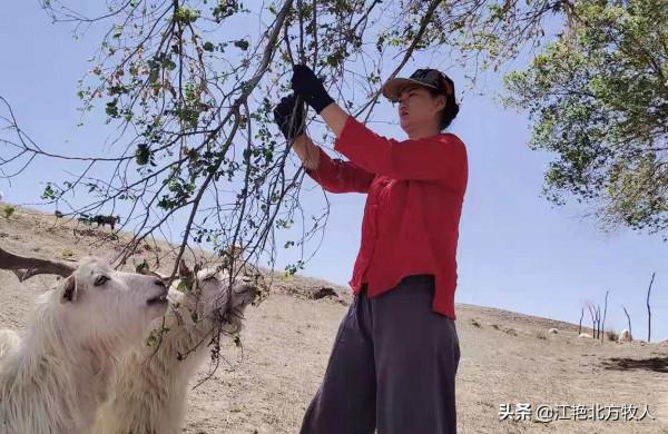靠養殖到底能不能致富？江豔實話實說，再聽聽她的致富經