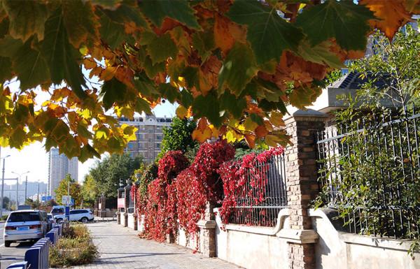 秋 韻 賦----《蝶變回天》北京天通苑靚麗美景拍不完（18）