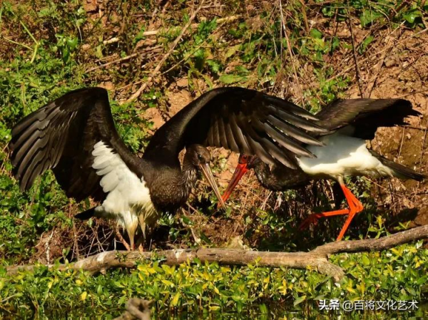 「百將文化」徐永新攝影 | 國家一級保護動物 「百將文化」徐永新攝影 | 國家一級保護動物