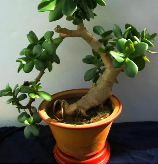 七大“美麗花”,冷天不能多澆水,多曬“少管”更健壯 七大“美麗花”,冷天不能多澆水,多曬“少管”更健壯