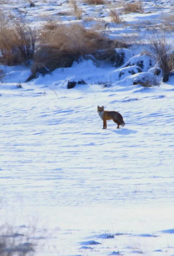 家鄉的雪山飛狐 家鄉的雪山飛狐
