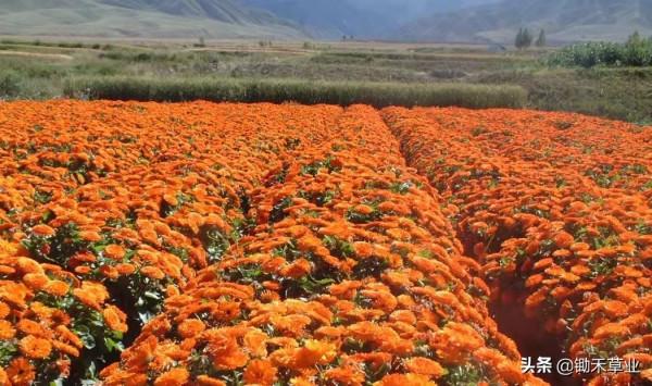 秋冬冗長,你我皆好-金盞菊 秋冬冗長,你我皆好-金盞菊