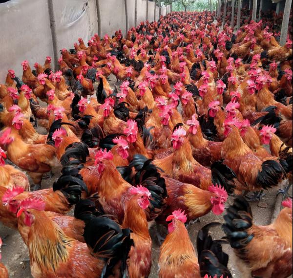 菜市場一隻活雞近百元，熟食店熟雞不過30元，這其中有何道道兒？