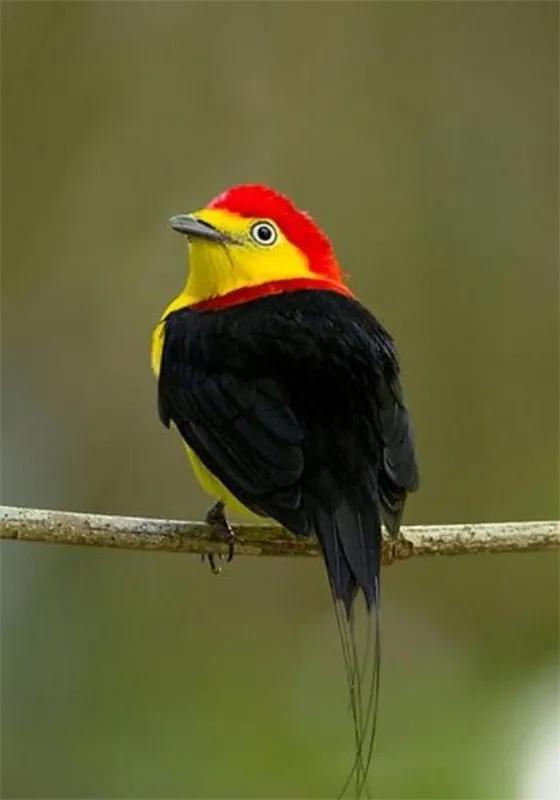 鴻運當頭,好運飛來 鴻運當頭,好運飛來