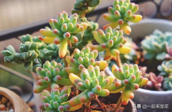 4種漂亮的普貨多肉，容易爆崽成老樁，冬天凍一凍，韻味十足