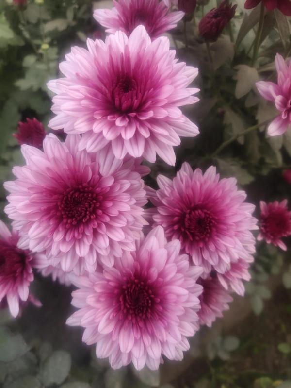 “大咧咧”趙大妮兒