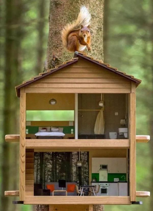 明日方舟：“灰毫”和“焰尾”原型和元素考據，紅松鼠與灰松鼠