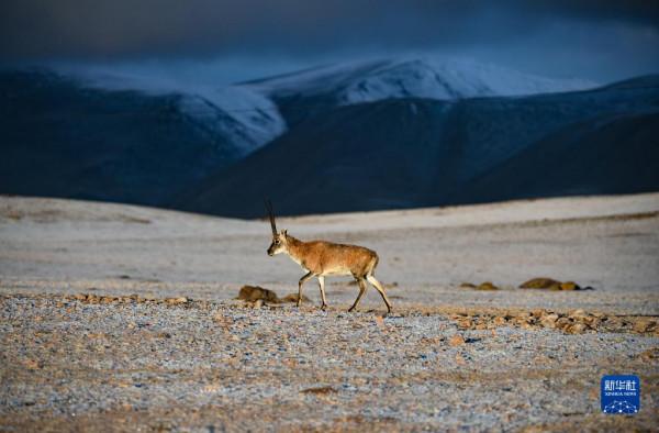羌塘：野生動物的樂園
