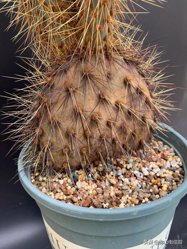 金光閃閃的仙人掌