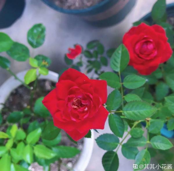 花成了光桿司令，剪一刀撒點藥，很快冒新芽