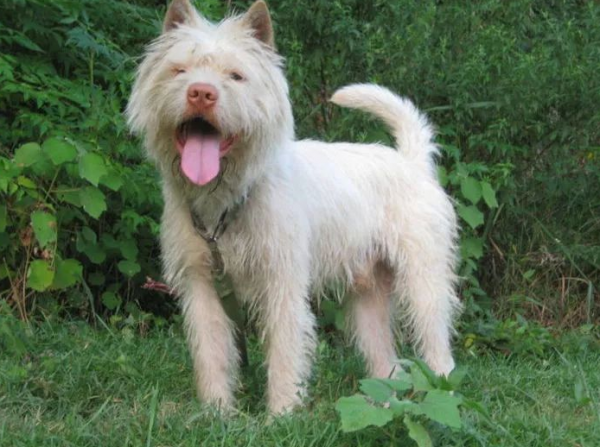 這6種狗狗，擁有相同特點，忠心、服從、霸氣