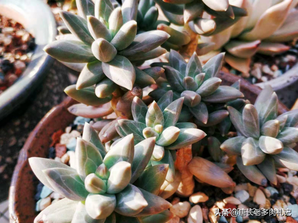 烏拉克拉，兼具暗黑系和暗紋系特點的多肉，有它養啥千代田之松？