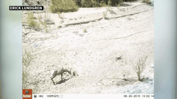 博物志 | 我命由我不由天——在沙漠挖洞的野驢